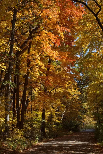 Road Park Lined Trees Autumn Season — Stock Photo, Image