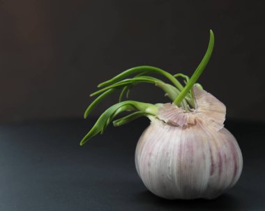 Gri arka planda filizlenmiş sarımsak soğanları