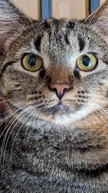 Kırmızı yatakta uyuyan sevimli tekir kedi. Kapat..