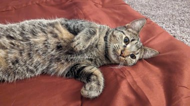 Kırmızı yatakta uyuyan sevimli tekir kedi. Kapat..