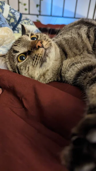 かわいいタビー猫は赤いベッドで寝ています 閉じろ — ストック写真