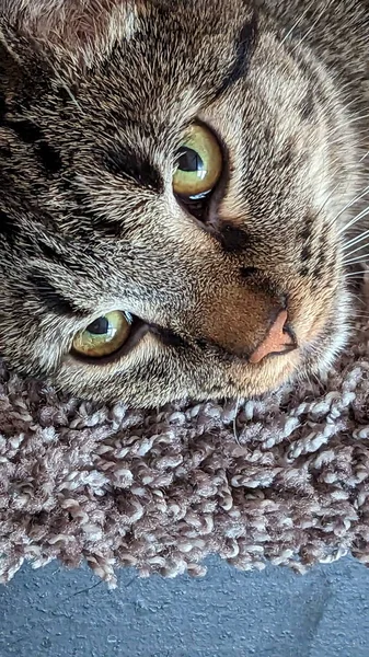 Niedliche Gestromte Katze Schläft Auf Einem Roten Bett Nahaufnahme — Stockfoto