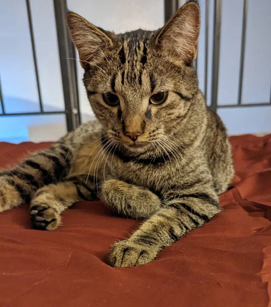 Niedliche Gestromte Katze Schläft Auf Einem Roten Bett Nahaufnahme — Stockfoto