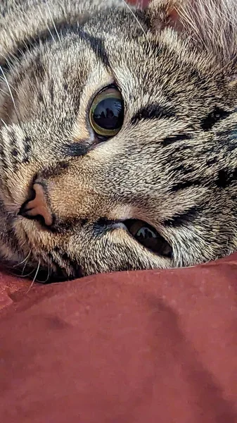 Roztomilá Kočička Spící Červené Posteli Zavřít — Stock fotografie