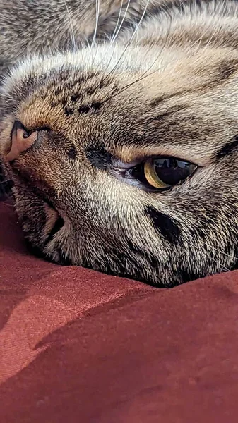 かわいいタビー猫は赤いベッドで寝ています 閉じろ — ストック写真