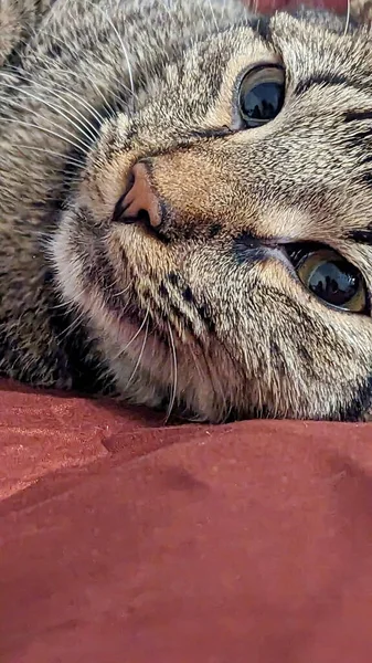 Lindo Gato Tabby Durmiendo Una Cama Roja Cerca —  Fotos de Stock