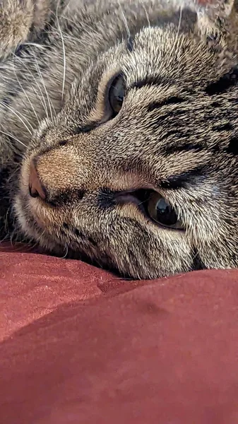 Симпатичная Тэбби Кошка Спит Красной Кровати Закрыть — стоковое фото
