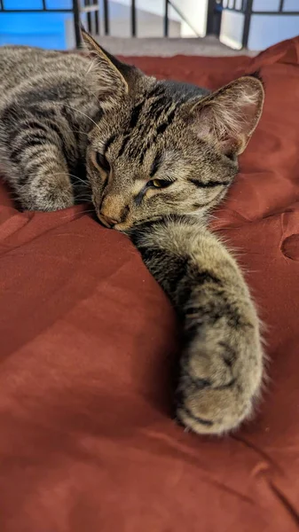 Słodki Kotek Śpiący Czerwonym Łóżku Zamknij Się — Zdjęcie stockowe