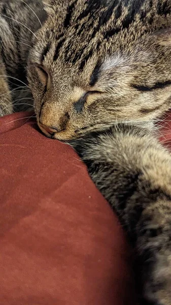 Χαριτωμένη Γάτα Που Κοιμάται Κόκκινο Κρεβάτι Κλείσε — Φωτογραφία Αρχείου