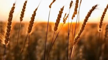 Yakın çekim buğday dalları güzel doğa günbatımı manzarası güneş ışınları üzerinde. Büyüyen zengin hasat. Sağlıklı yemek..