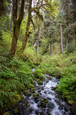 Washington Eyaleti 'nde yemyeşil yeşil Hoh yağmur ormanları arasında sakin bir dere akıyor. Yüksek kalite fotoğraf