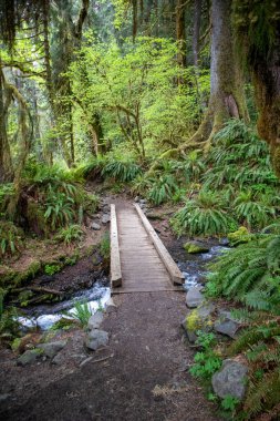 Basit bir Tahta Köprü Pasifik Kuzeybatı Hoh Yağmur Ormanı 'ndaki küçük bir dereyi kapsar. Yüksek kalite fotoğraf