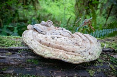 Devrilen bir ağaçta büyük bir raf mantarı yetişiyor. Yüksek kalite fotoğraf