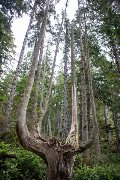 Bir Massive Tree Olimpiyat Ulusal Parkı 'nda birçok gövdeye ayrılıyor. Yüksek kalite fotoğraf