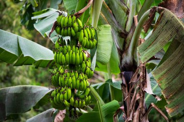 Filipinler 'de bir ağaca asılmış bol miktarda Parlak Yeşil Muz Çetesi. Yüksek kalite fotoğraf