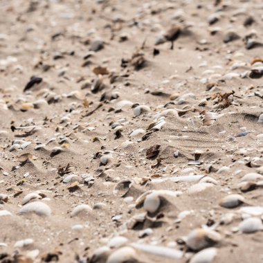 Deniz kabukları ve taşlarla kumlu kumsal