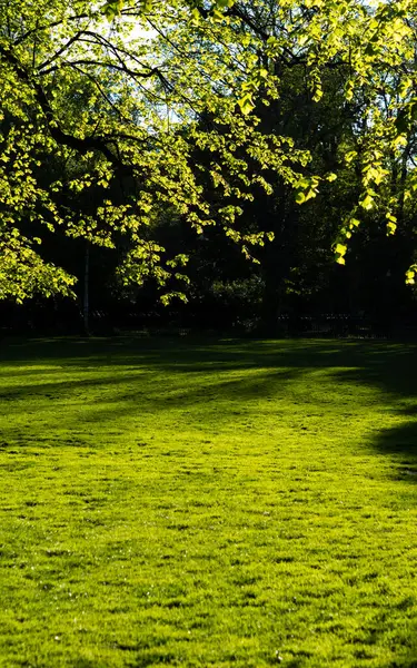 Green grass, lawn in a park with tree branches and green leaves. The trees cast a shadow onto the green lawn