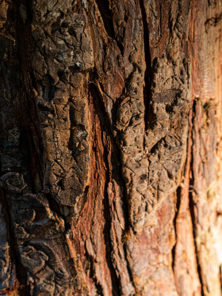 Tree bark in the sun texture
