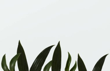 Beyaz arka planda yeşil yapraklar var. Uzayı kopyala Düz yatıyordu. Çiçek minimalist desen. Asgari doğal kavram.