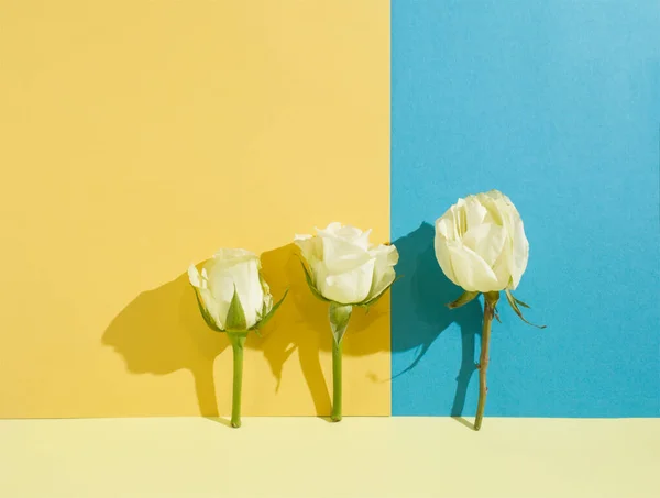 A minimalist composition made of a three isolated white roses standing upright on a yellow and blue background. Spring concept. Creative design. Minimal concept. Floral pattern. Copy space.