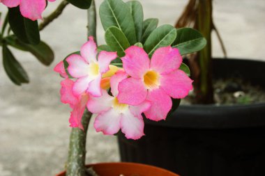 avluda güzel pembe çiçek