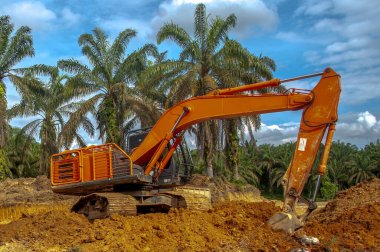 Palmiye yağı tarlalarında buldozerler