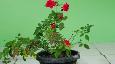 Güller yeşil arka planda bir tencerede solmaya başlıyor.