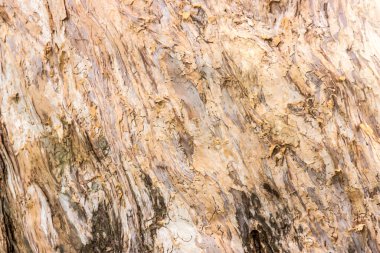 Güzel bir soyut desen oluşturan bir ağacın dokusu. 