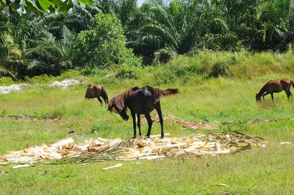 At Çimen Pekanbaru, Riau, 23 Ocak 2022