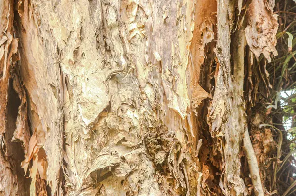 The texture of a part of a tree that forms a beautiful abstract pattern