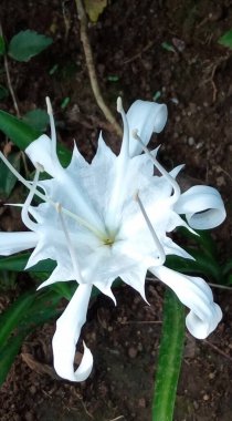 Güzel beyaz çiçek açan pancratium zeylanicum çiçekleri