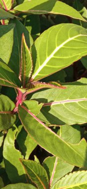 Taze yeşil hastalıklar tropikal iklim kurak mevsim Asya 'sını eker.