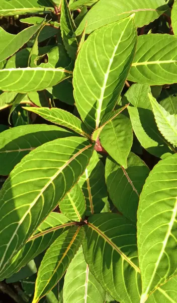 Taze yeşil hastalıklar tropikal iklim kurak mevsim Asya 'sını eker.