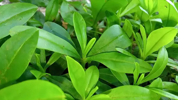 Çok verimli doğal sebzeler için yeşil ginseng bitkisi.