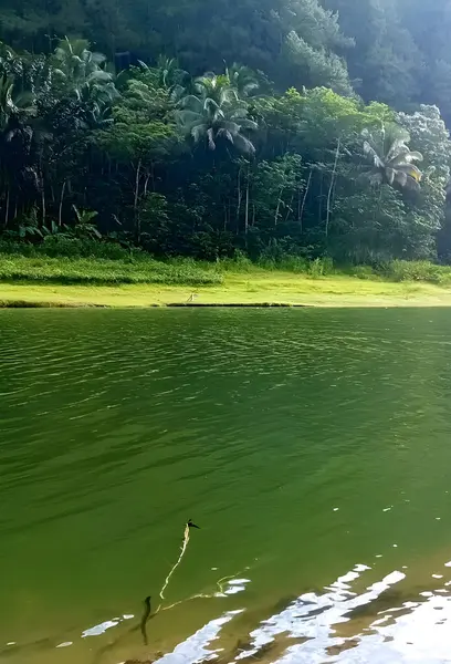 Yeşil ormandaki göl manzarası hala çok güzel.