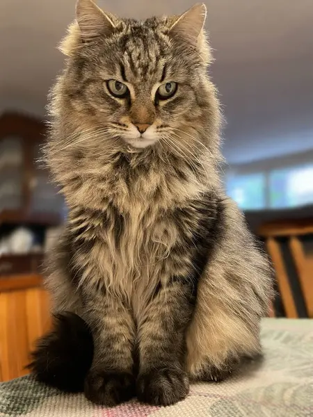 Bir pencere üzerinde oturan kedi