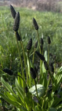 Güzel botanik fotoğrafı, doğal duvar kağıdı.