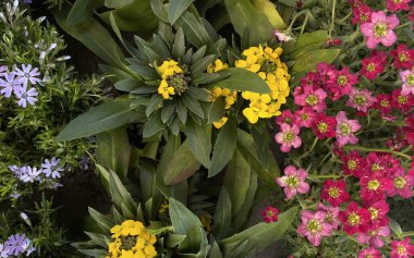 mor bahar tırmanma menekşesi, yakın çekim manzarası