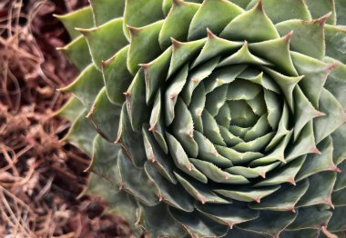 Beyaz arka planda domates ve yumurta ile dekoratif bir tabağın yakın çekimi