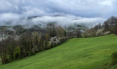 beautiful green spring forest in montagnia