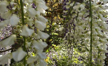 Çiçek açmış salkımın beyaz çiçeği