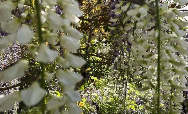 Çiçek açmış salkımın beyaz çiçeği