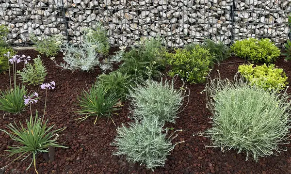 Bahçedeki çeşitli bitkiler