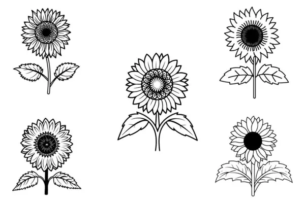 Sonnenblume Umrissvektor Auf Weißem Hintergrund — Stockvektor