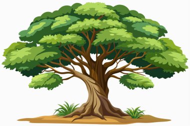 Illustration of a Bristlecone pine tree on a white clipart