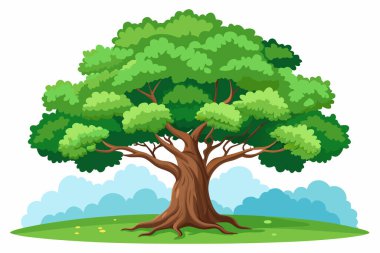 Illustration of a Bristlecone pine tree on a white clipart