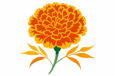 Marigold çiçeğinin suluboya vektörü, beyaz arkaplan ile izole edilmiş.