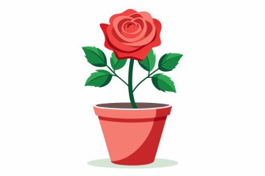 Güzel kırmızı gül çiçeği büyümesi ve gelişimi resimleme aşamaları