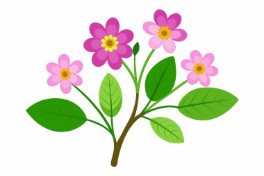Beyaz arka planda açan parlak pembe çiçekler.