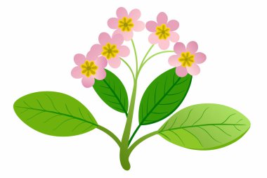 Beyaz arka planda açan parlak pembe çiçekler.